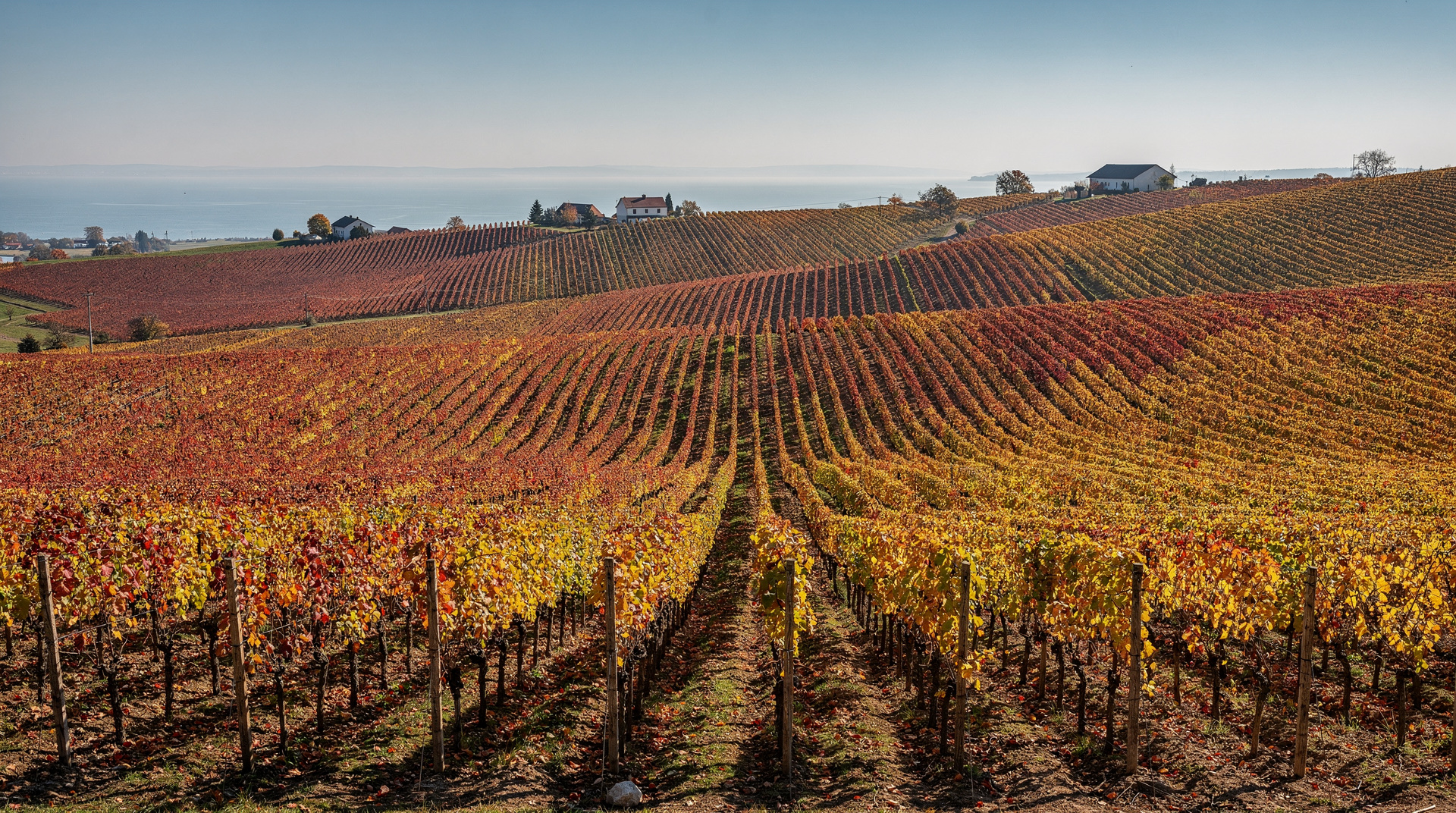Burgenland wine weekend: two days in Austria's best wine region — A two-day Burgenland wine weekend from Vienna: Neusiedlersee, Blaufränkisch vine