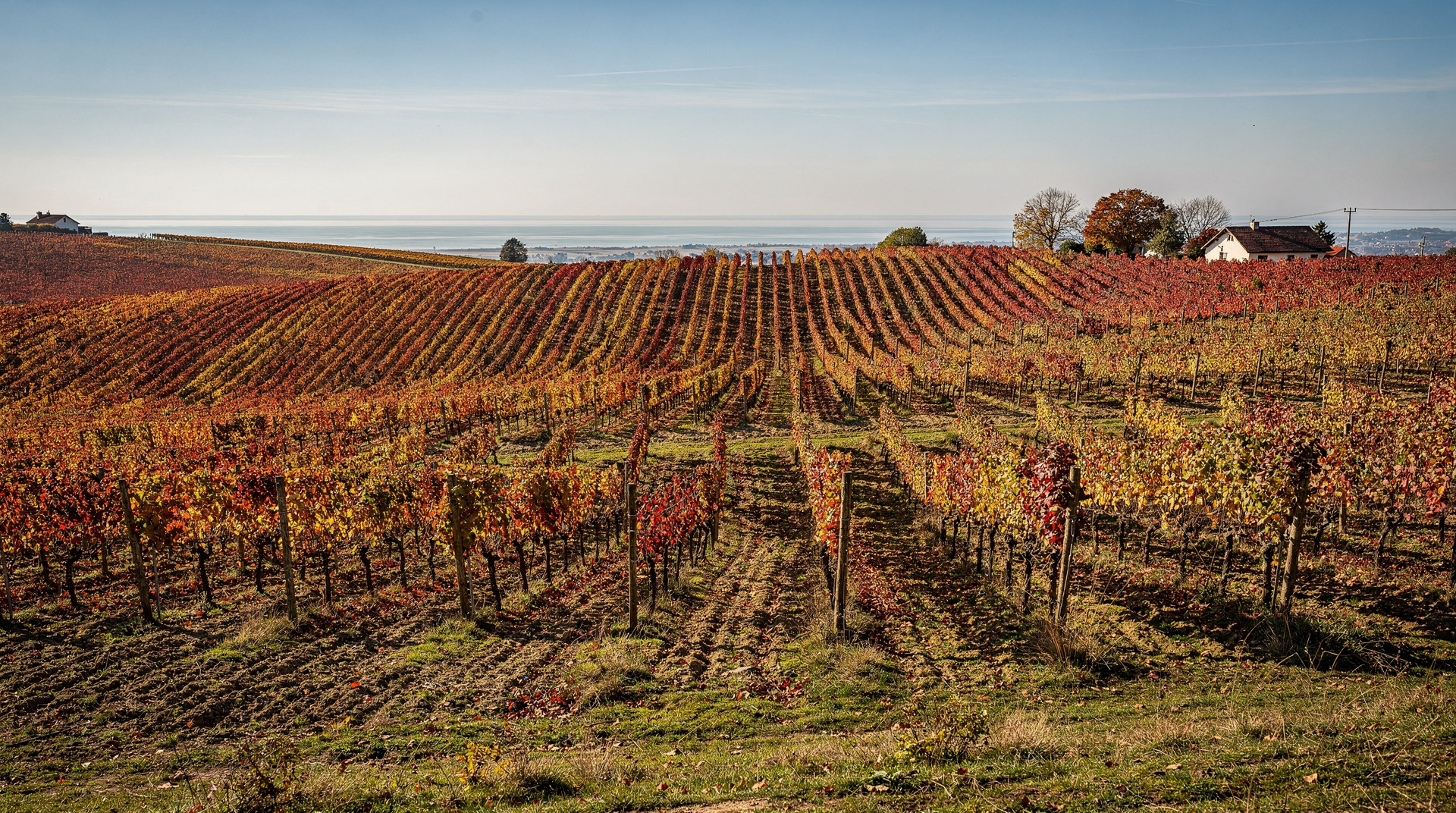 Burgenland wine route guide: Blaufränkisch, reds and lakeside wines — Guide to Burgenland's wine route — Austria's red wine heartland. Blaufränkisch, 